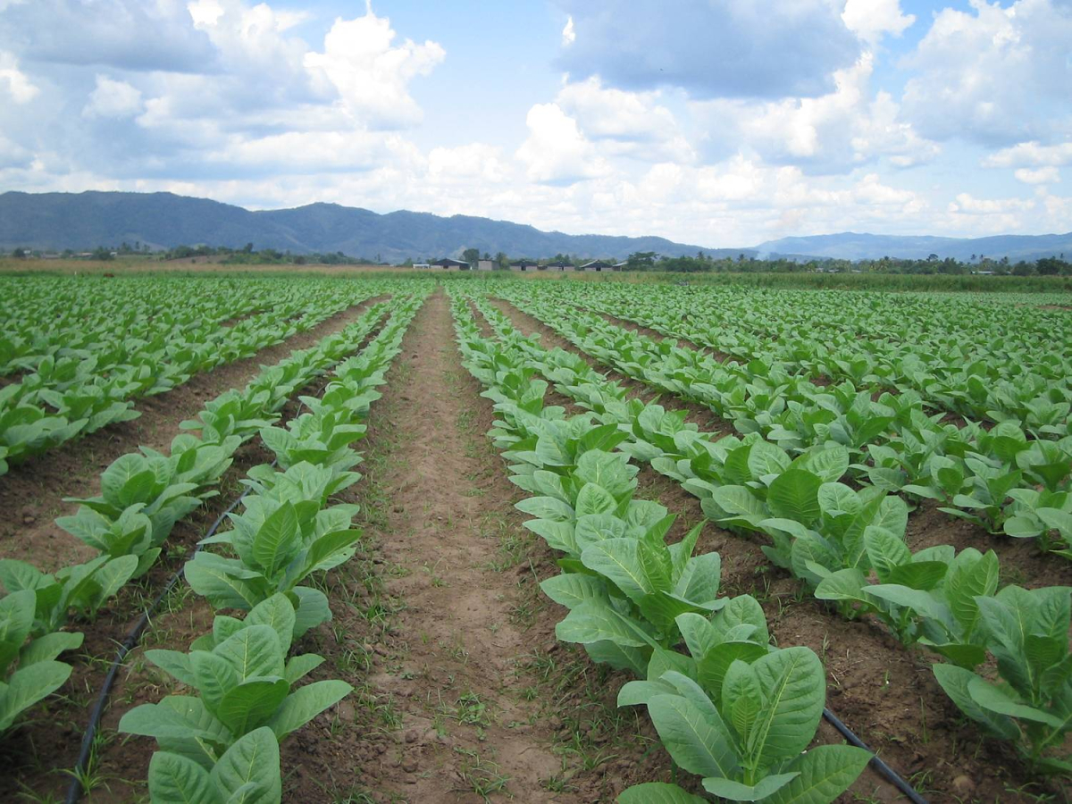 CULTIVO DEL TABACO