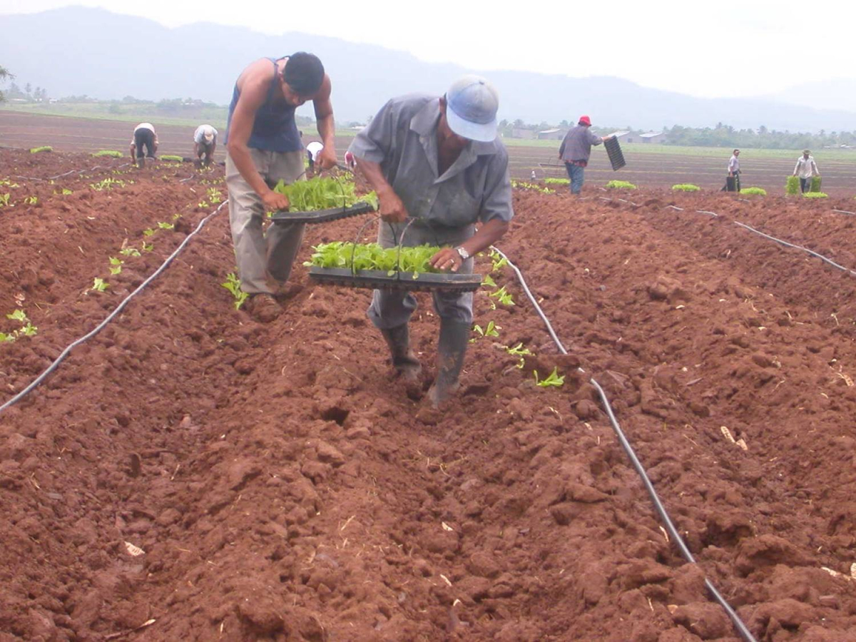 TRASPLANTE DE MATA DE TABACO