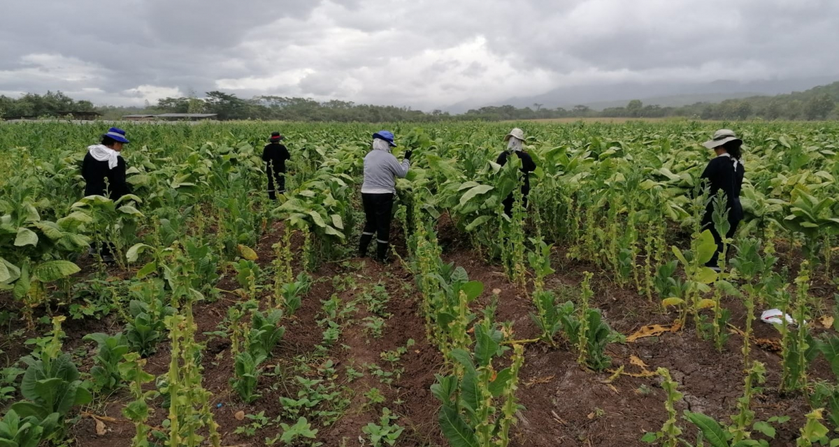 Sabores ancestrales: Explorando el tabaco peruano