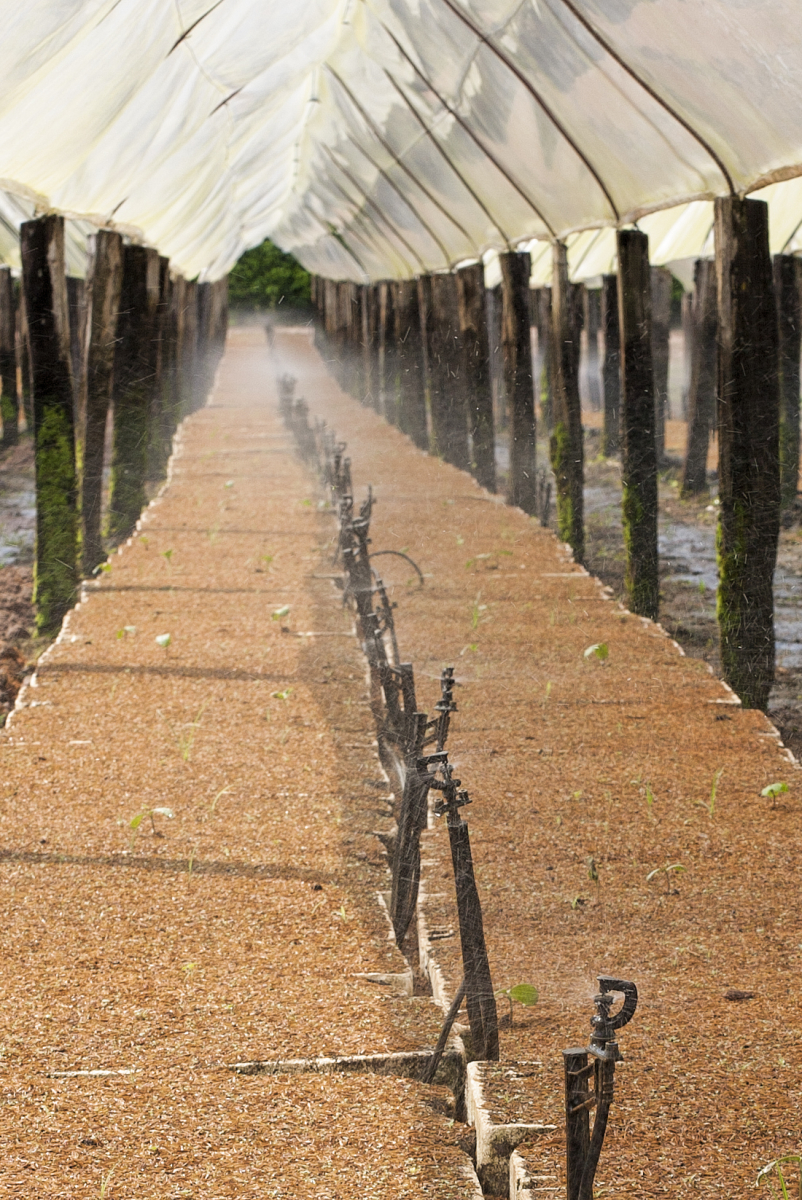 PREOCESO DE ALMACIGO